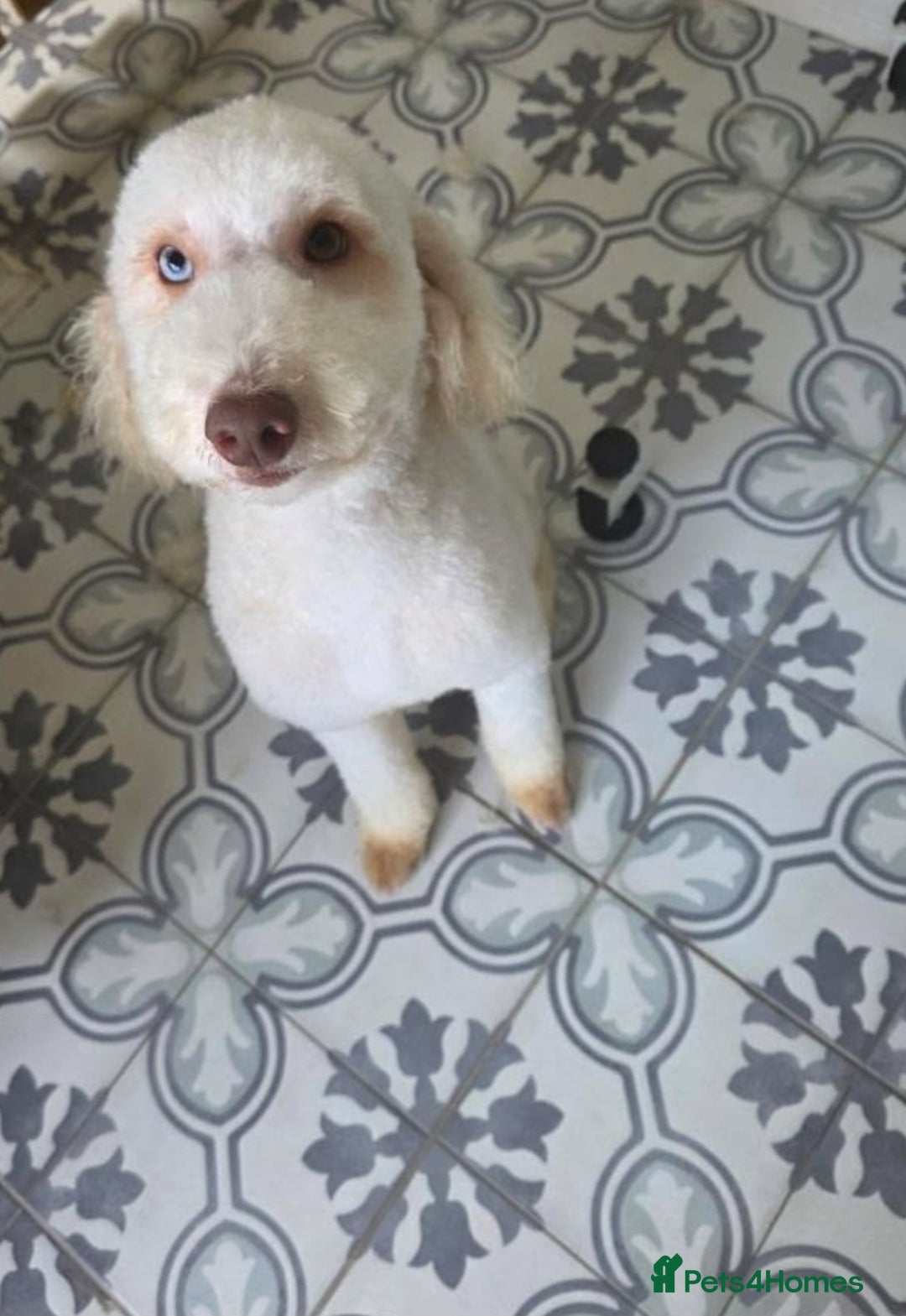 Miniature Poodle dogs for sale: Miniature Poodle  - Image 3