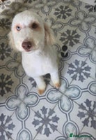 Miniature Poodle dogs - Advert 10