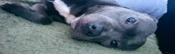 Staffordshire Bull Terrier dogs for stud: Boy for Girl in Leeds - Advert 4
