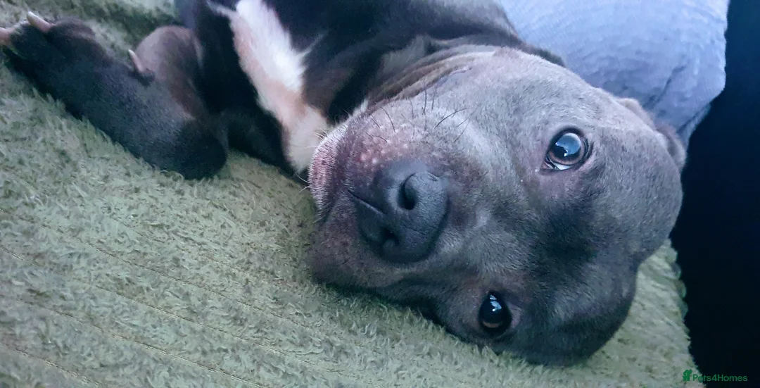 Staffordshire Bull Terrier dogs for stud: Boy for Girl in Leeds - Advert 4