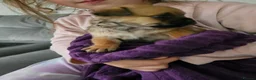Mixed Breed dogs for sale: Frug cross pomeranian puppies  in Nottingham - Advert 5