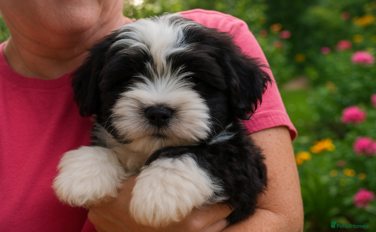 Havanese dogs - Advert 2