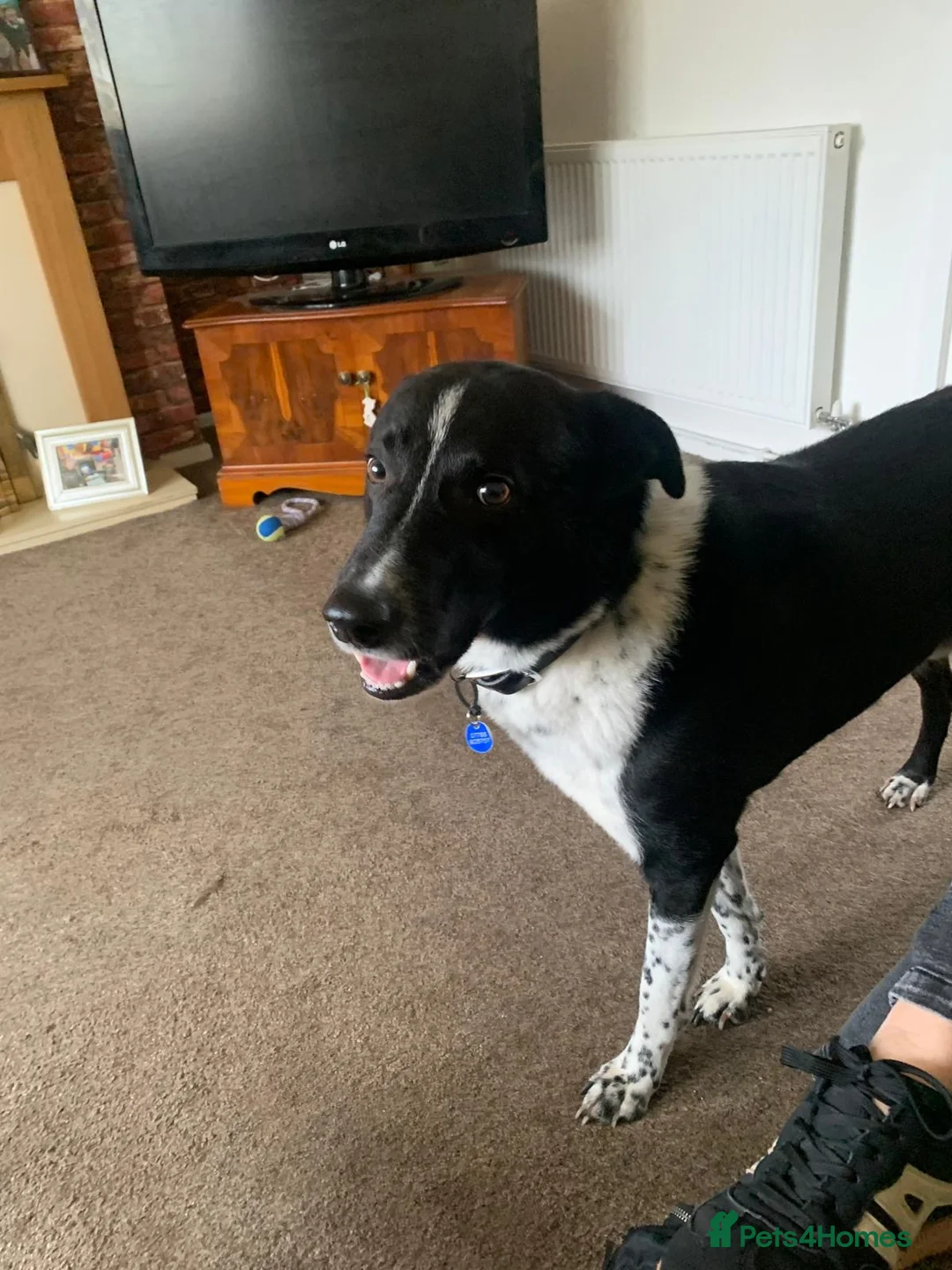 Smooth Collie dogs for sale: Dog for rehoming  - Advert 2