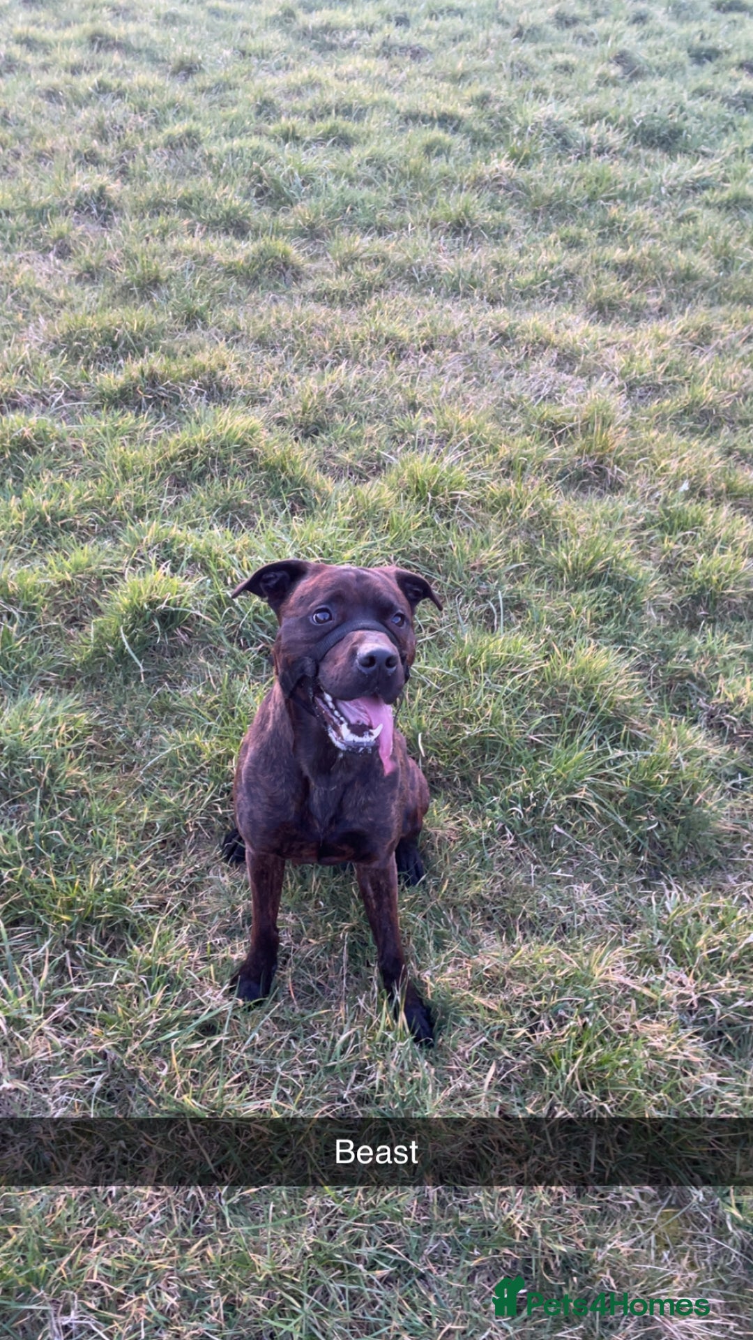 Mixed Breed dogs for sale: 4 year old male staffy mastiff cross - Advert 7