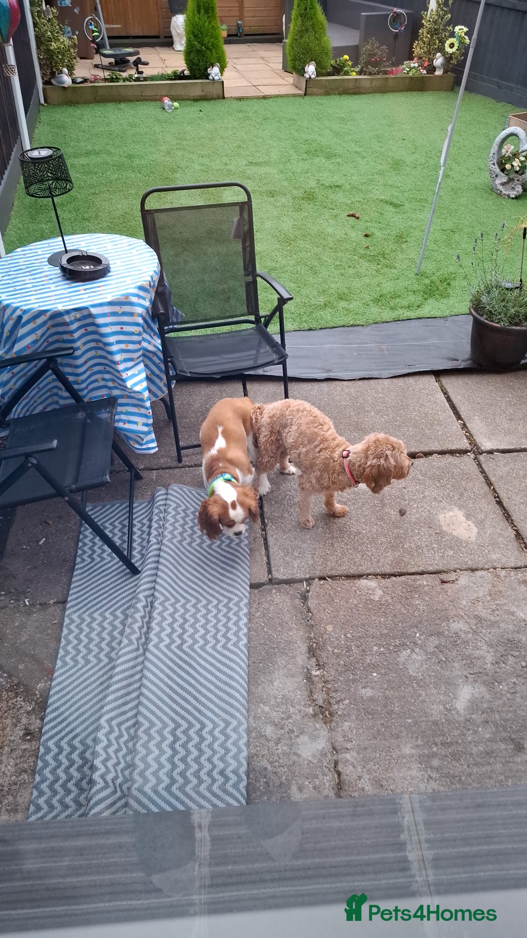 Cavapoo dogs for sale: Beautiful cavapoo F1b  - Advert 11