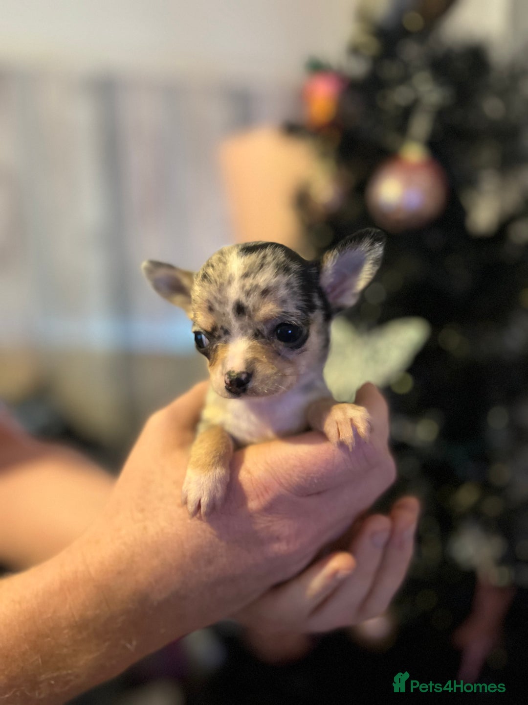 Chihuahua dogs for sale: Chihuahua puppys - Advert 5