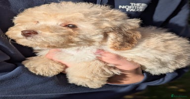 Miniature Poodle dogs - Advert 15