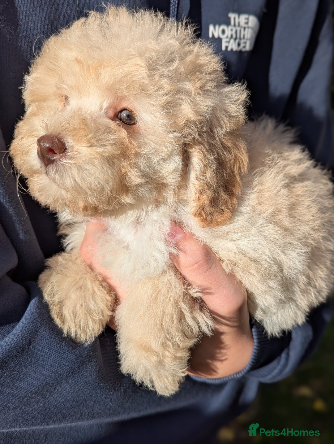 Miniature Poodle dogs for sale: Ready now Kc reg mini poodle pups for sale  - Advert 3