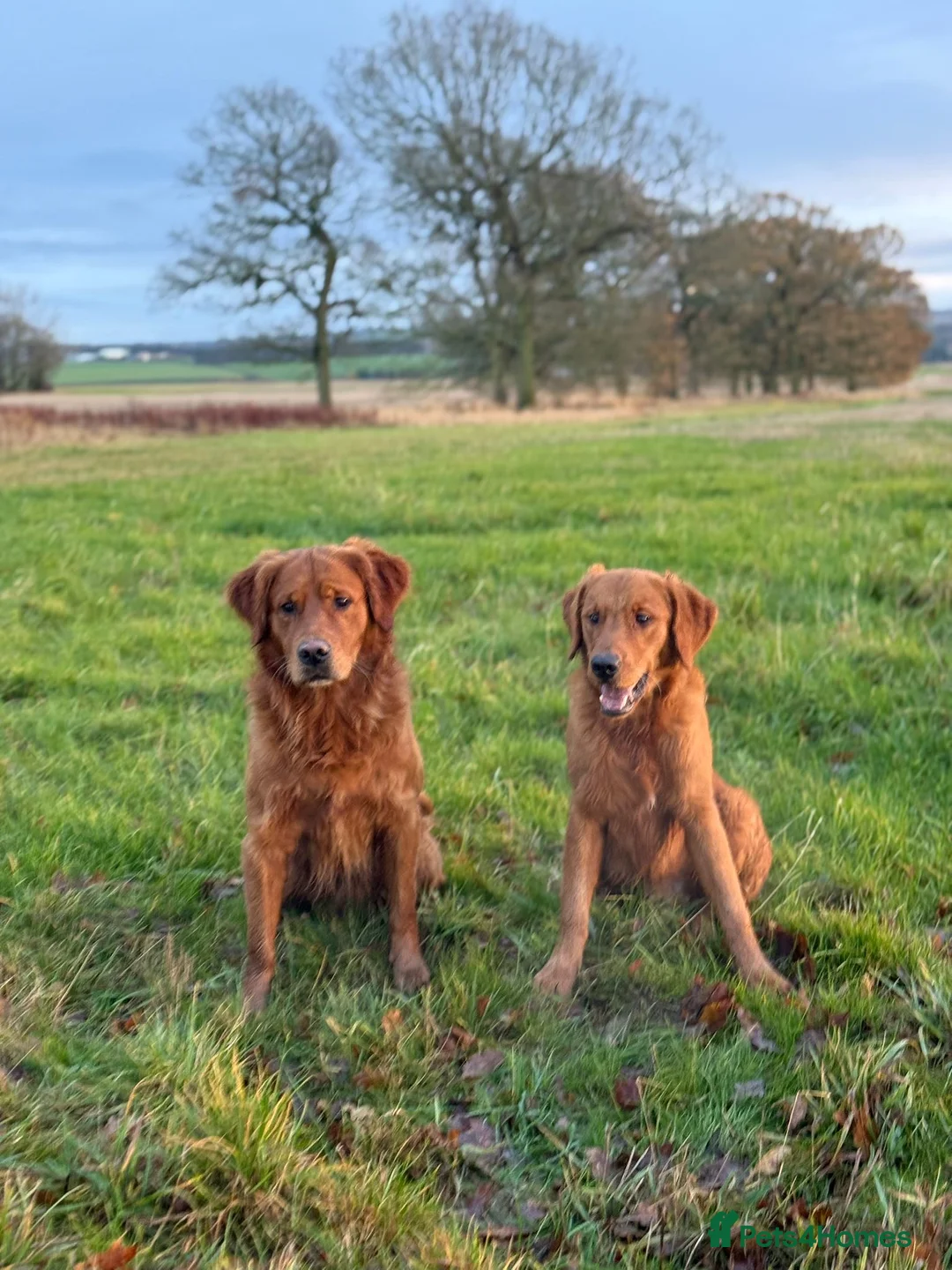 Golden Retriever dogs for sale: Low inbreeding coefficient puppies due soon  - Advert 23