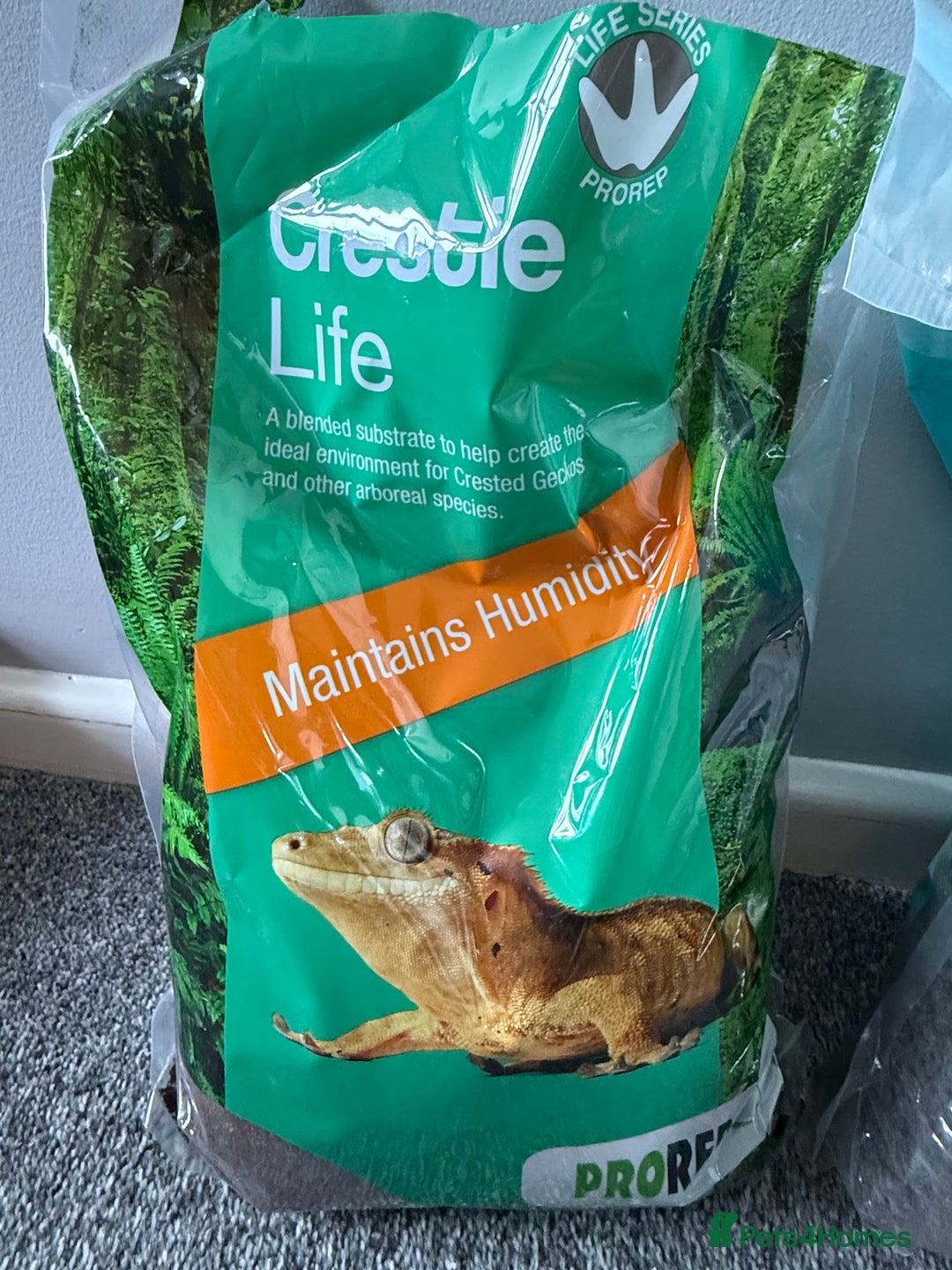 Gecko reptiles for sale: 2x baby crested gecko and full bioactive setup - Image 15