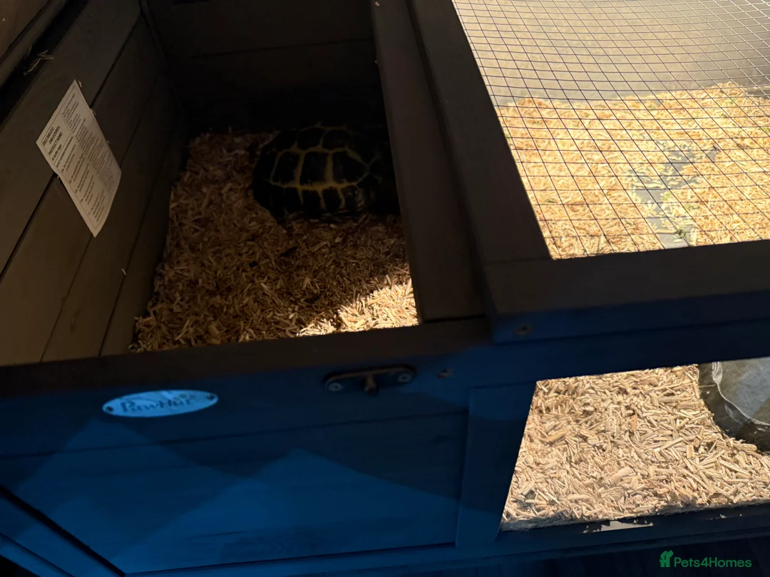 Tortoise reptiles for sale: Tortoise - Advert 4