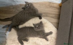 British Shorthair cats for sale: British shorthair KITTENS GIRLS-READY NOW - Image 4