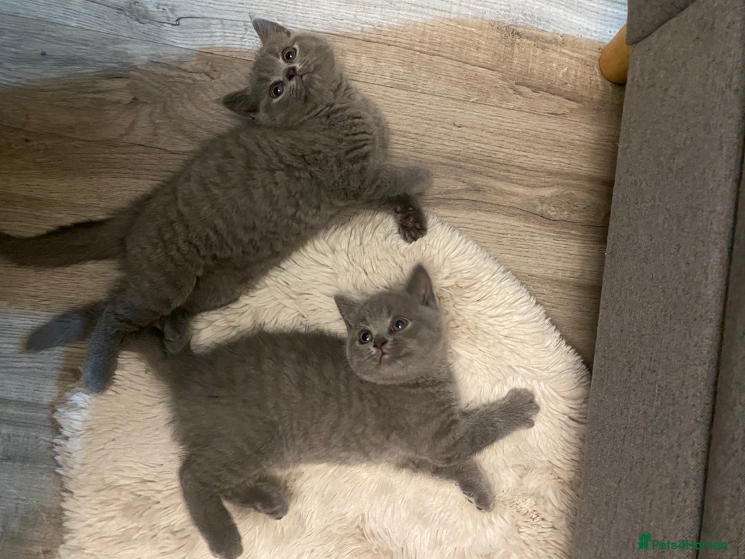 British Shorthair cats for sale: British shorthair KITTENS GIRLS-READY NOW - Image 4