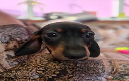 Miniature Dachshund dogs for sale: Quality mini dachshund dna clear - Advert 11