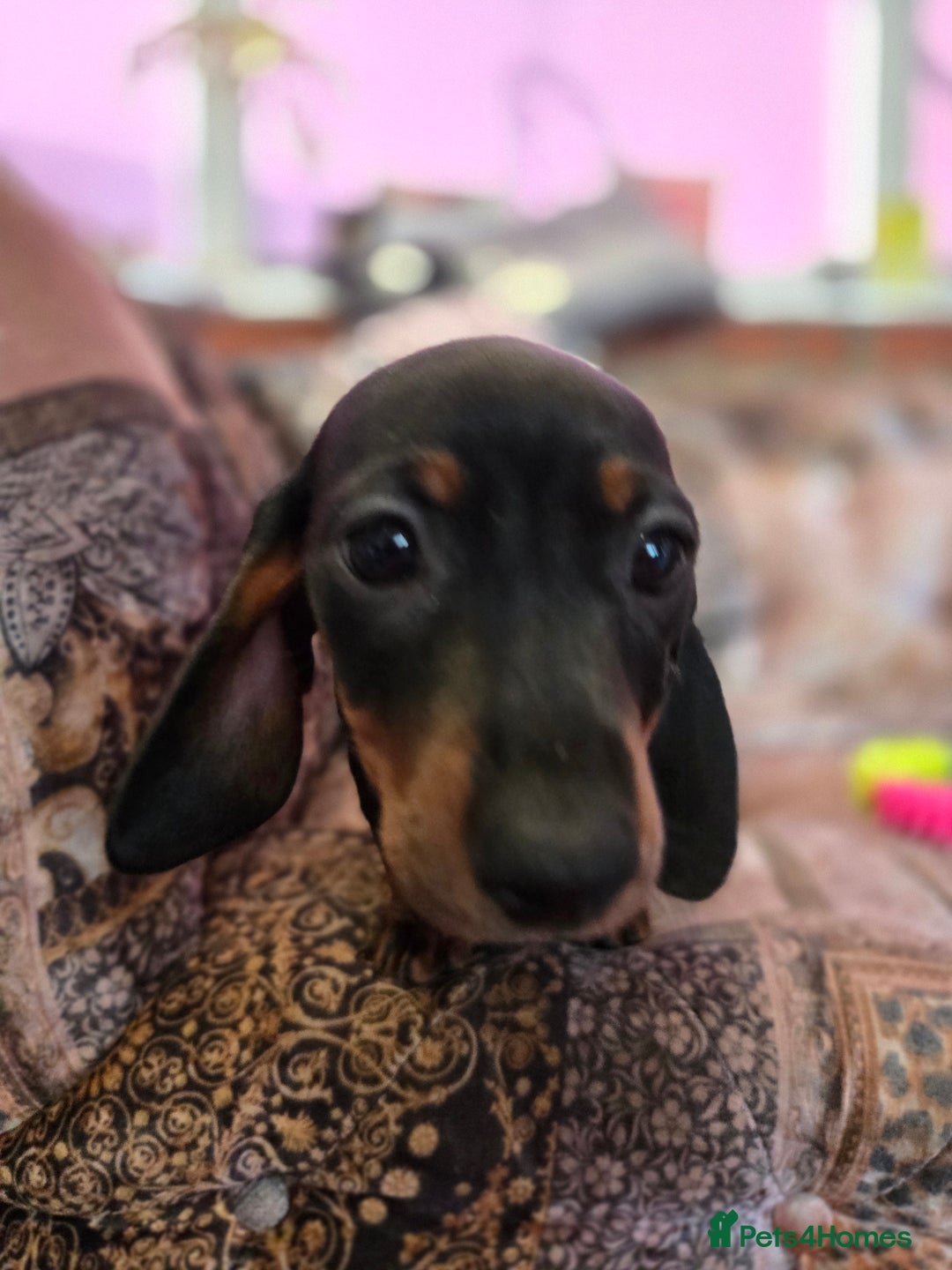 Miniature Dachshund dogs for sale: Quality mini dachshund dna clear - Advert 11