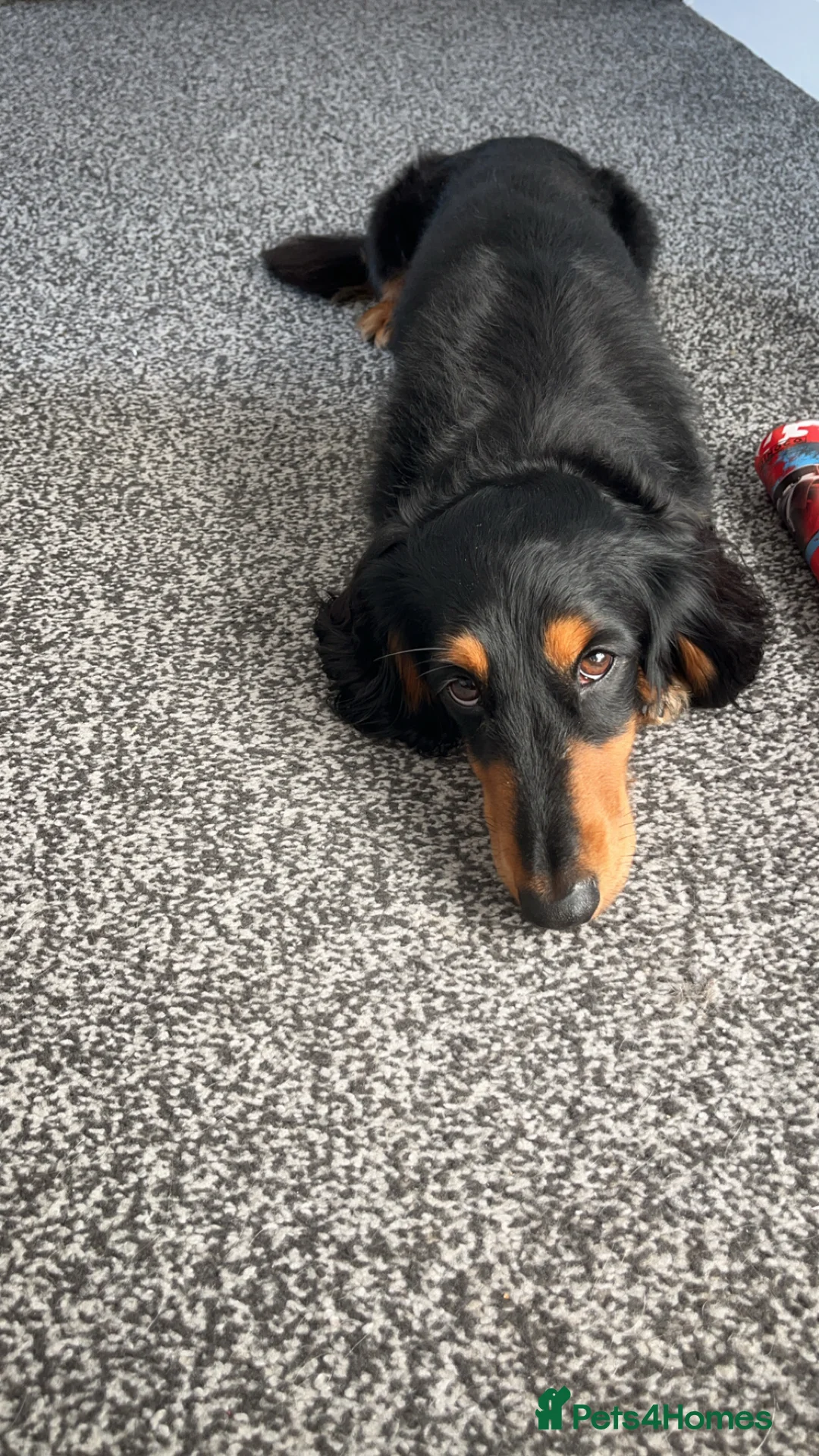 Miniature Dachshund dogs for stud: Long haired Black and Tan miniature daschund  - Advert 6