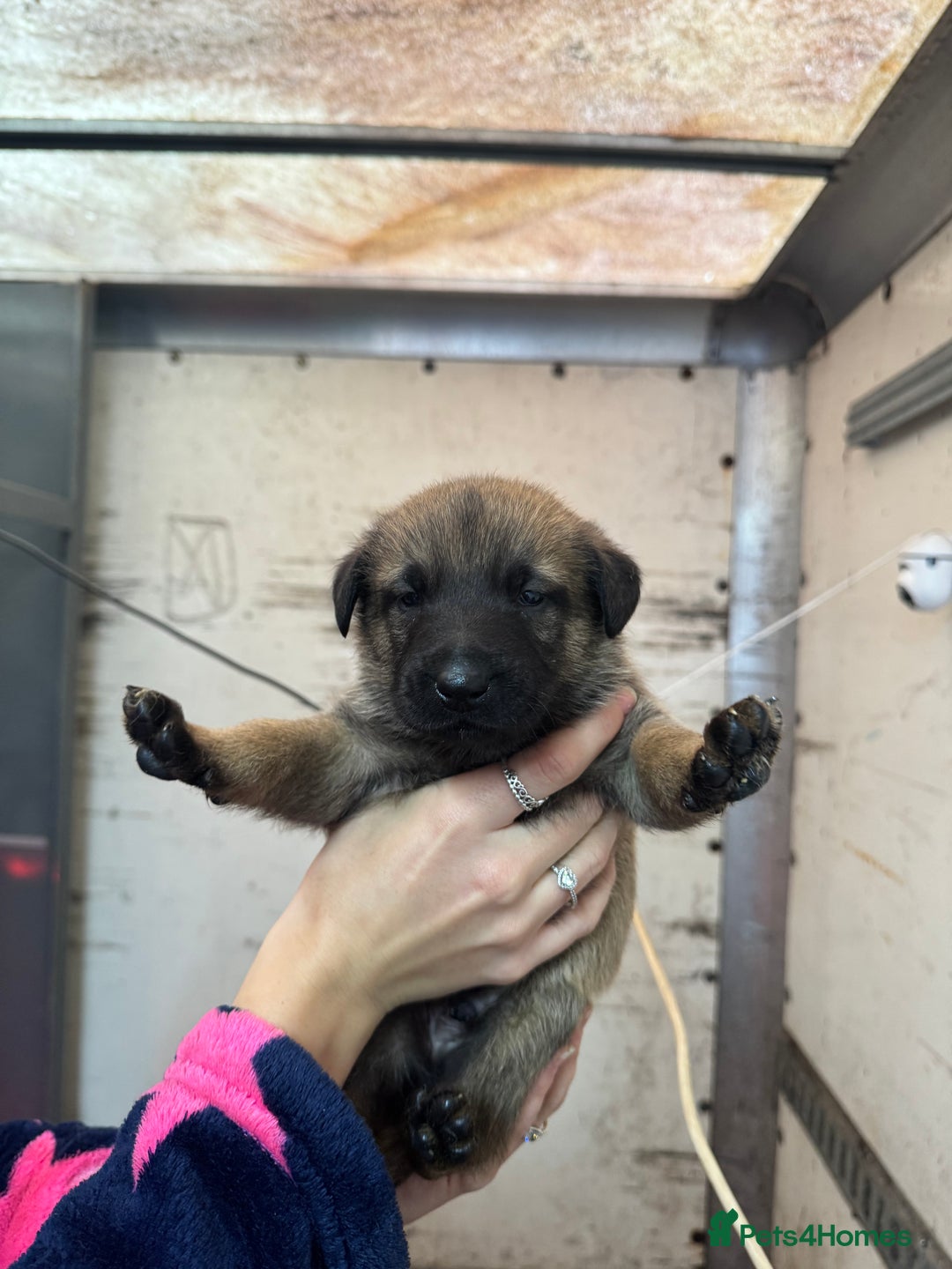 Belgian Shepherd Dog dogs for sale: 10 gorgeous Belgian Malinois pups - Advert 7