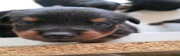 Rottweiler dogs for sale: Stunning Rottweilers - Advert 5