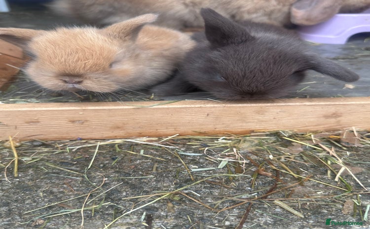 Mini Lop rabbits - Advert 4