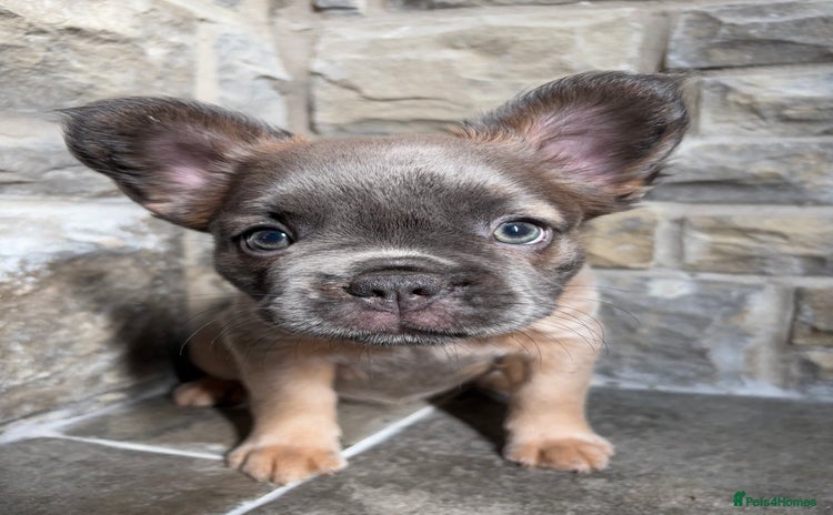 French Bulldog dogs - Advert 18