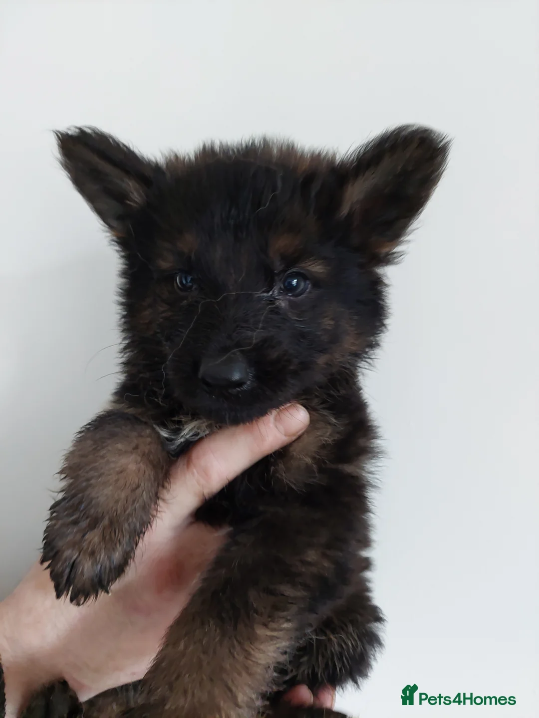 German Shepherd dogs for sale: German Sheperd Puppies in Cumnock - Advert 15