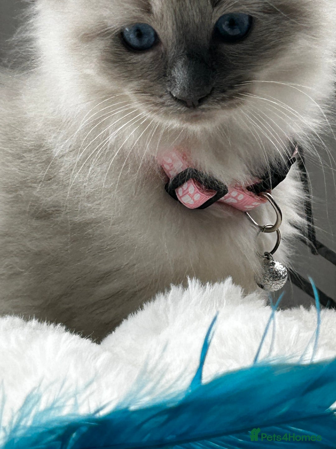 Ragdoll cats for sale: 3 STUNNING RAGDOLL KITTENS AVAILABLE - Image 9