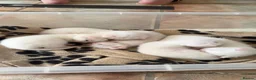 Mixed Breed cats for sale: Kittens - Advert 4