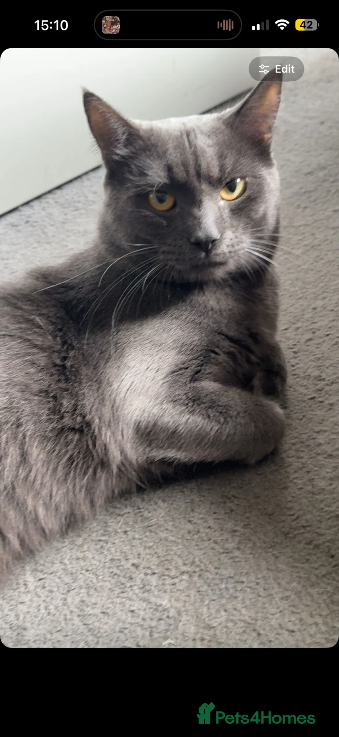 Russian Blue cats for sale: Russian Blue Male - Advert 2