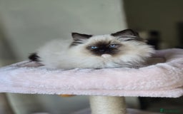Ragdoll cats for sale: 6 Perfect Affectionate, Ready2Go Pedigree Kittens! - Advert 20