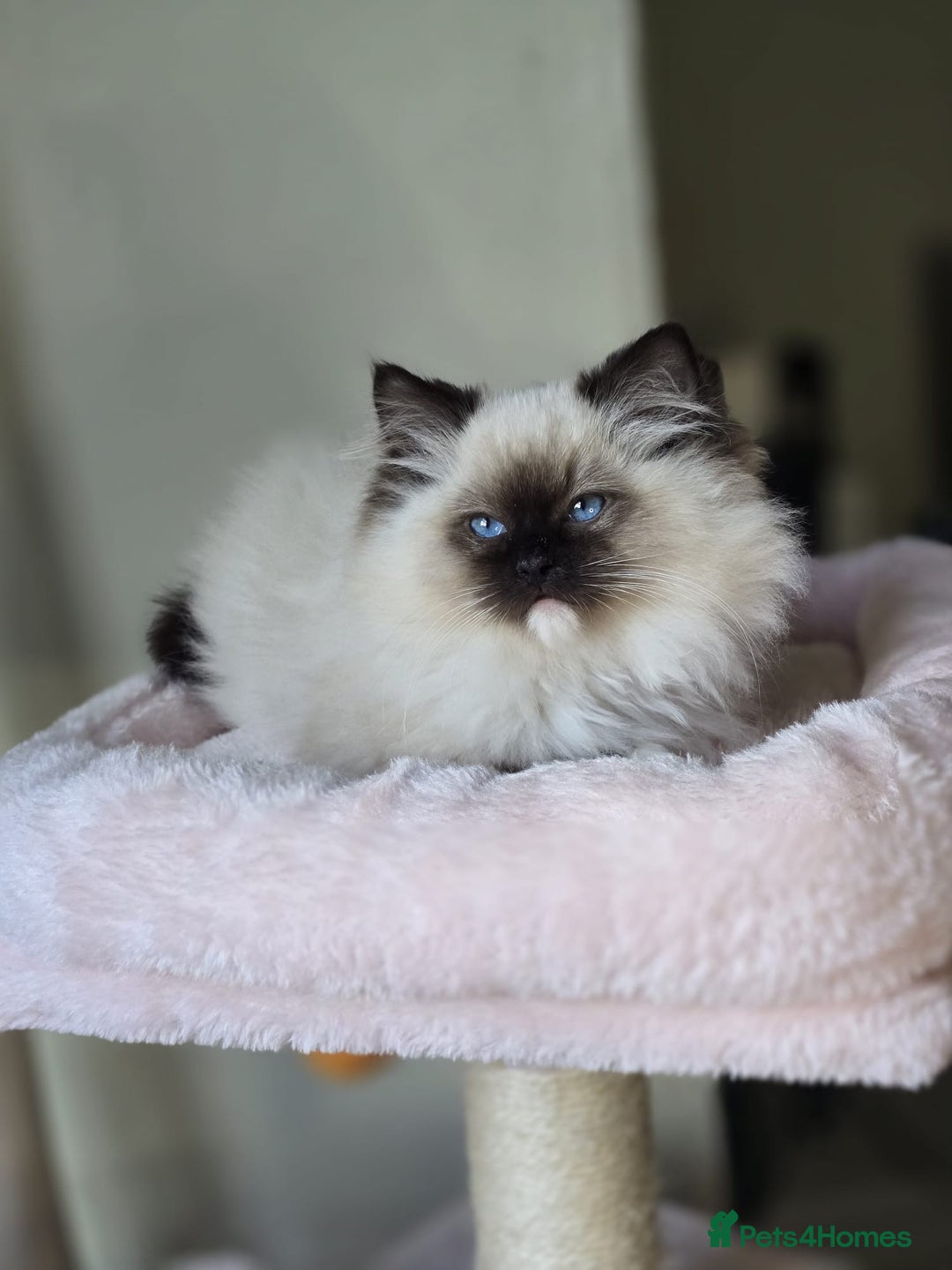 Ragdoll cats for sale: 6 Perfect Affectionate, Ready2Go Pedigree Kittens! - Advert 20