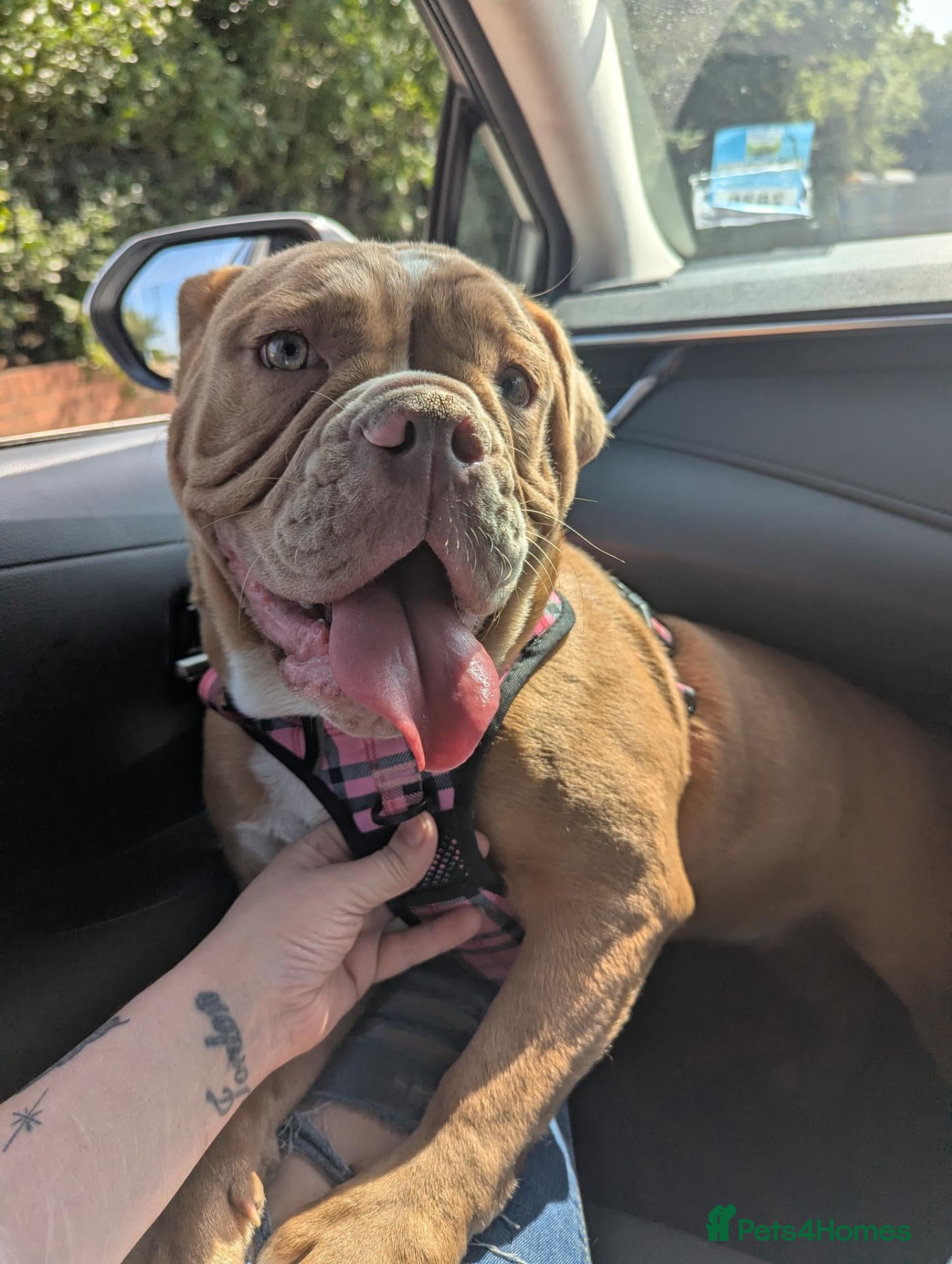 Mixed Breed dogs Beautiful lilac old-tym English bulldog girl - Advert 2