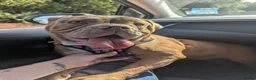 Mixed Breed dogs for sale: Beautiful lilac old-tym English bulldog girl - Advert 2