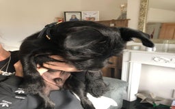 Patterdale Terrier dogs for sale: 19 week old patterdale - Image 6