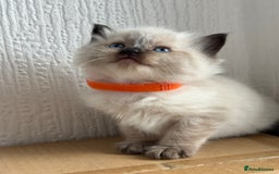Ragdoll cats for sale: 💗 Our princess belle had 5 new kittens 💗 - Image 6
