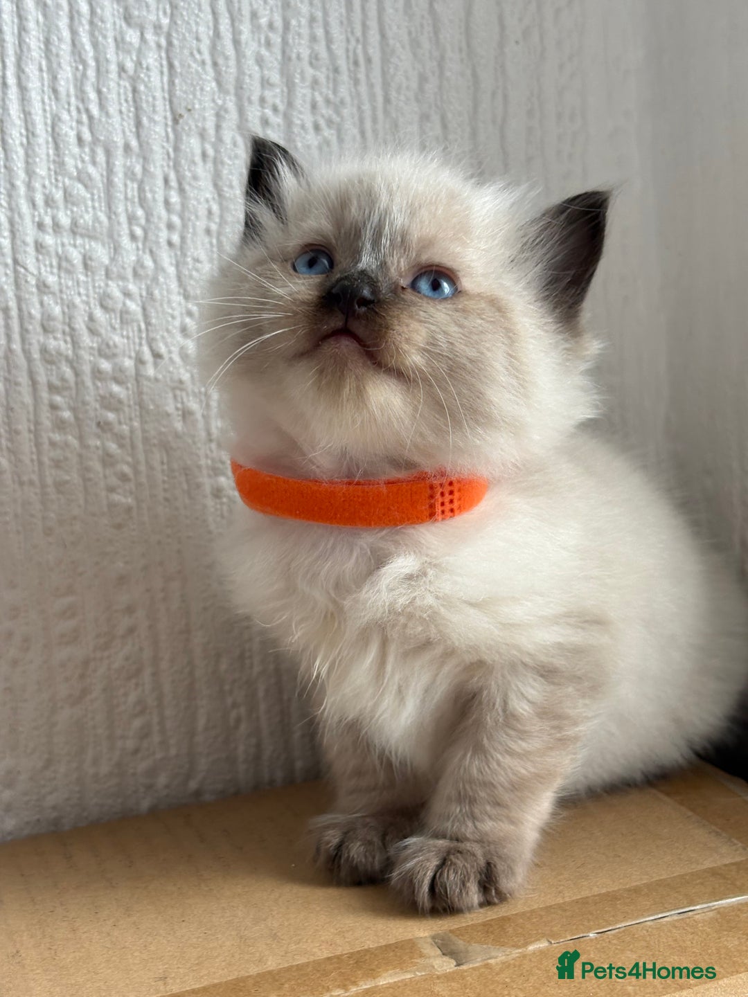 Ragdoll cats for sale: 💗 Our princess belle had 5 new kittens 💗 - Image 6