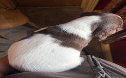 English Springer Spaniel dogs for sale: Stunning DNA Clear KC Springer Spaniel Puppies  - Image 16