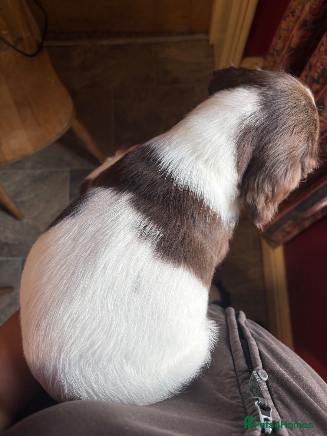 English Springer Spaniel dogs for sale: Stunning DNA Clear KC Springer Spaniel Puppies  - Image 16