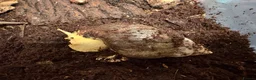 Snails invertebrates for sale: African Land Snails - Looking for a New Home  - Advert 4