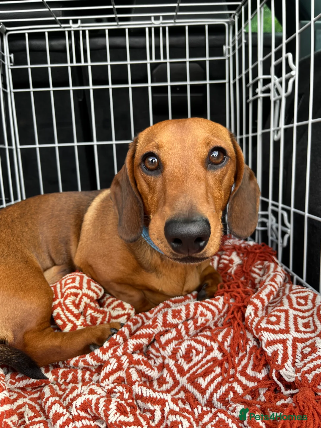 Miniature Dachshund dogs for stud: Proven Shaded red miniature dachshund stud in Pontypool - Advert 2