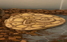 Snake reptiles for sale: Male Coralglow 100% Pied - Image 1