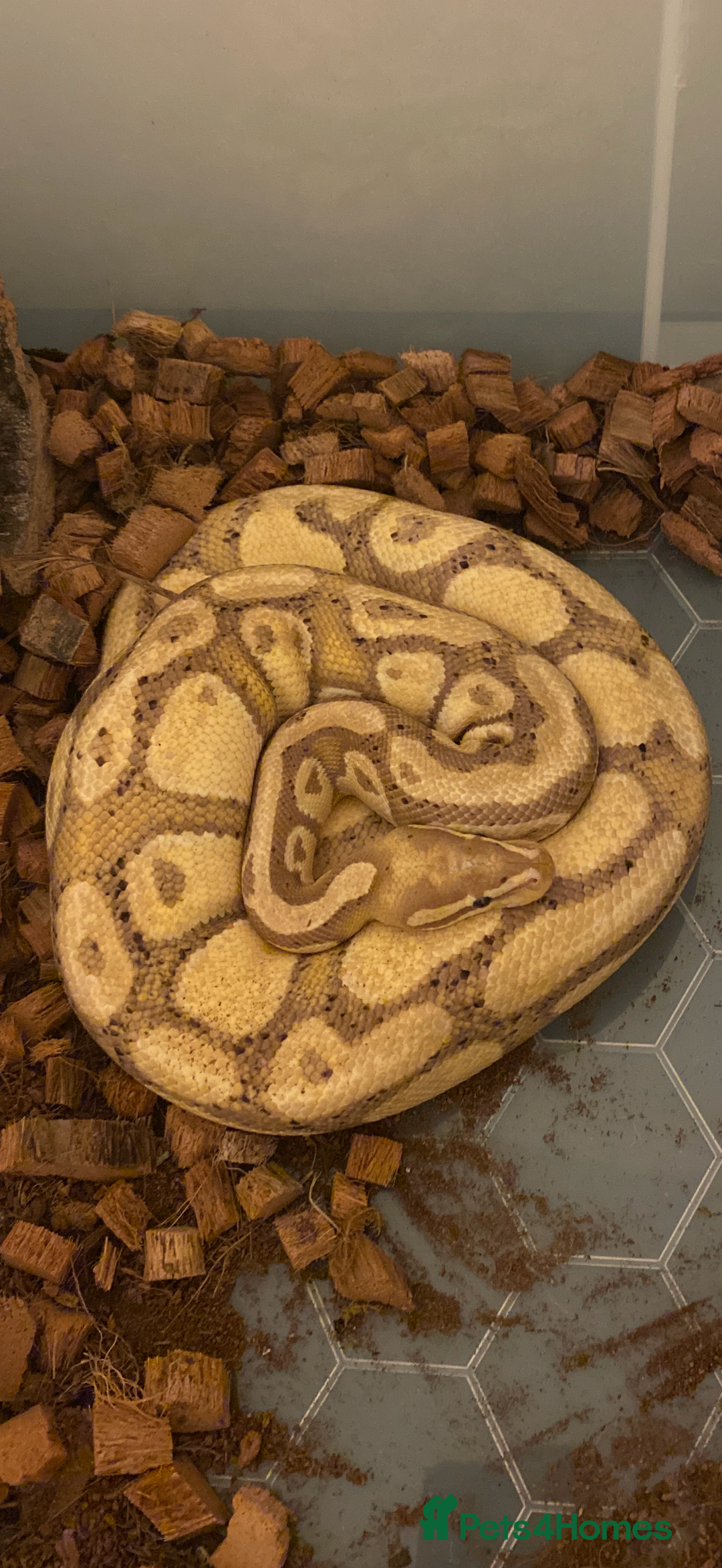 Snake reptiles for sale: Male Coralglow 100% Pied - Image 1