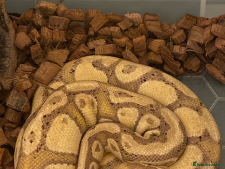 Snake reptiles - Advert 22