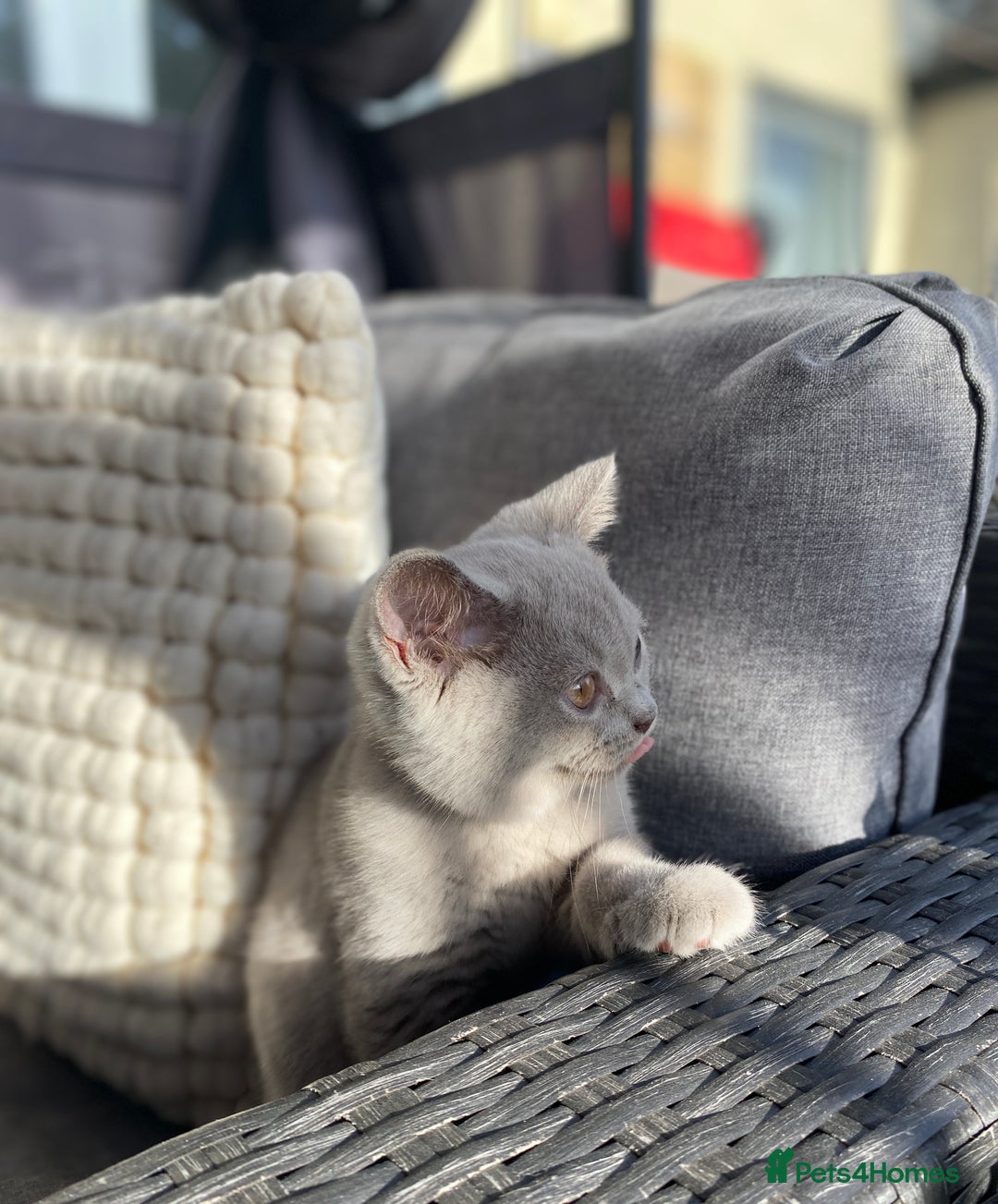 British Shorthair cats for sale: 🐾 TOP QUALLITY LILAC BSH reg GCCF purebred 🐾 - Image 5