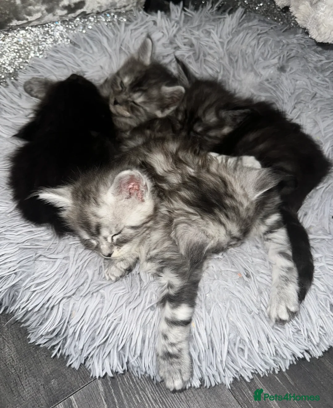 Maine Coon cats for sale: XXL Champion Sired Maine Coon Kittens  - Advert 2