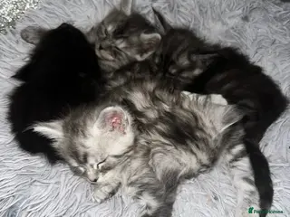 Maine Coon cats XXL Champion Sired Maine Coon Kittens - Advert 4