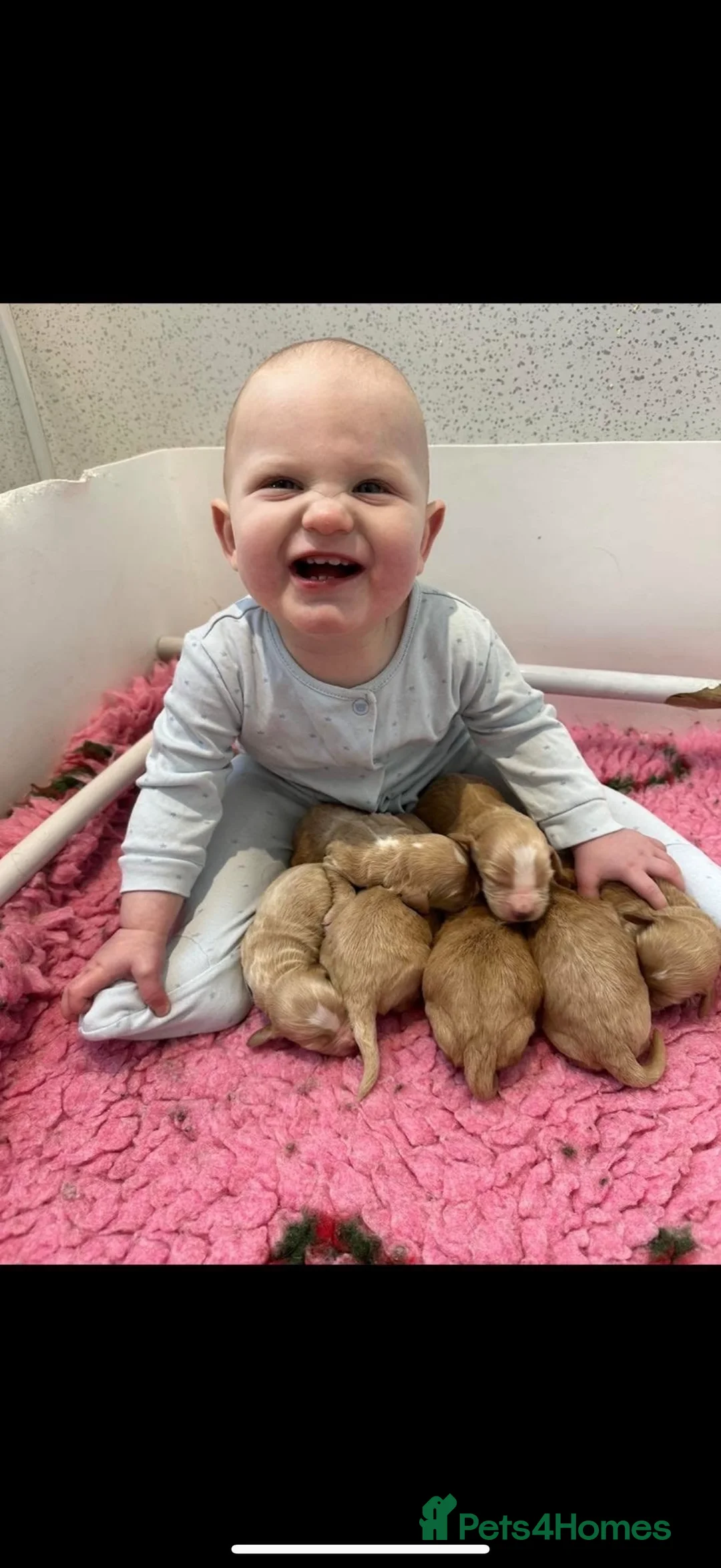 Cavapoo dogs for sale: Beautiful F1 Red Cavapoos- Health Tested - Advert 7