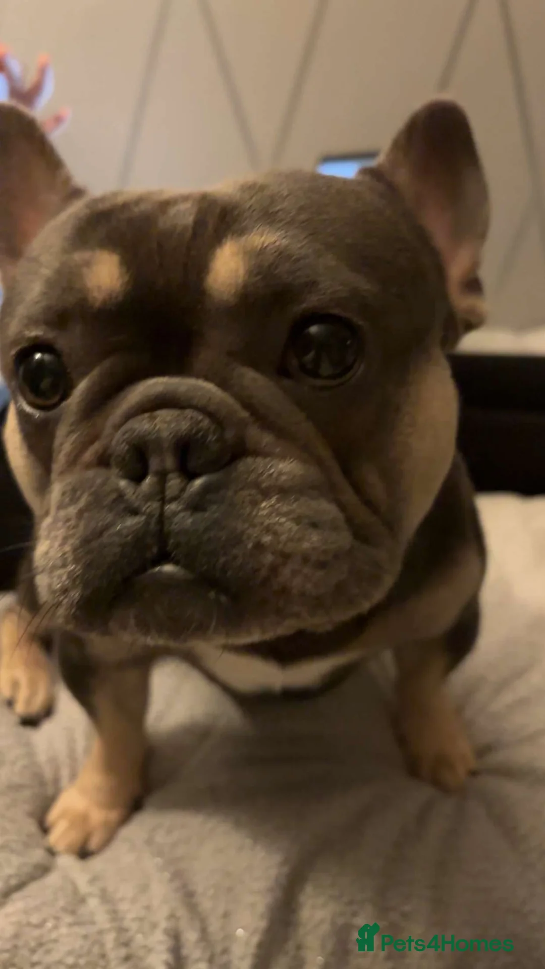 French Bulldog dogs for stud: Little boy proven stud - Advert 2