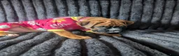 Boxer dogs for sale: Stunning boxer puppies  - Advert 15