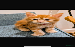 Maine Coon cats for sale: Maine Coon Kittens - Image 9