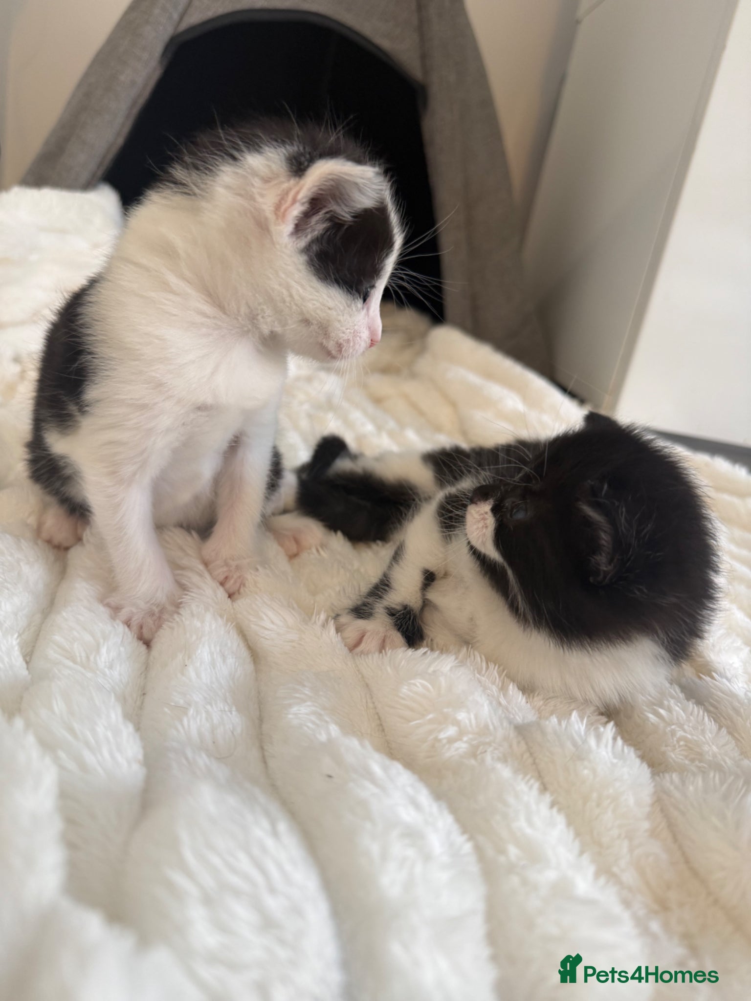 Mixed Breed cats Kittens For Sale  - Advert 1